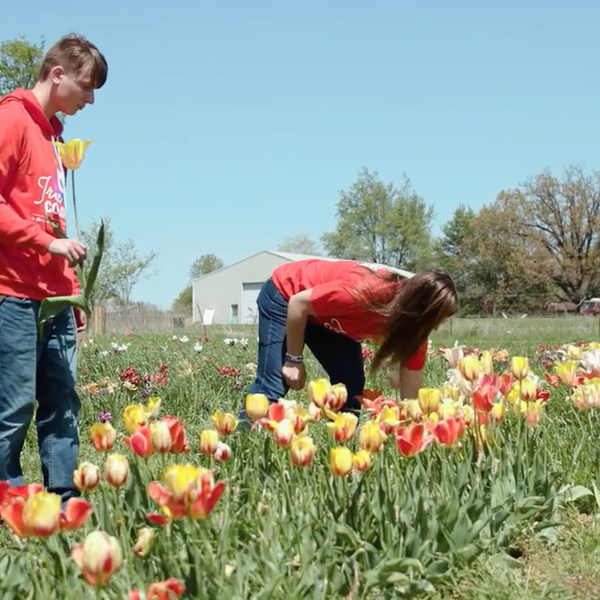 More than Tulips | True Colors Farm