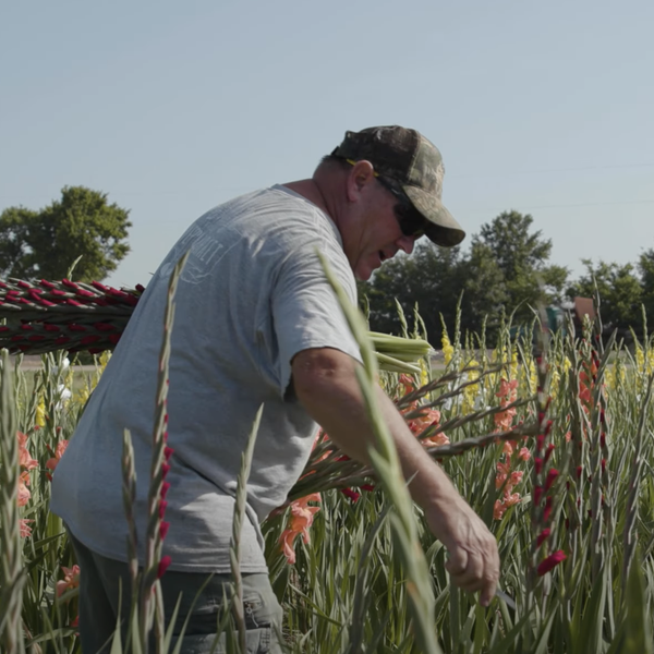 Farmer Profile | Quality Gladiolus Gardens