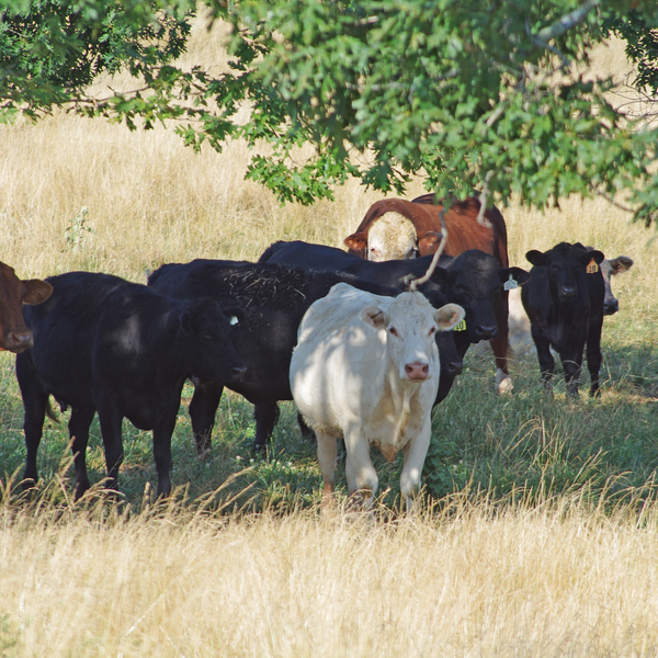 Report: Drought Impacts on Livestock Industry Explained