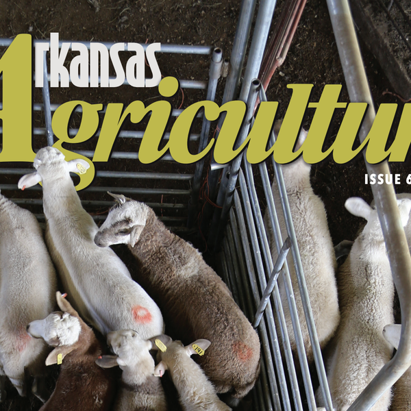 Arkansas Agriculture | Issue 65