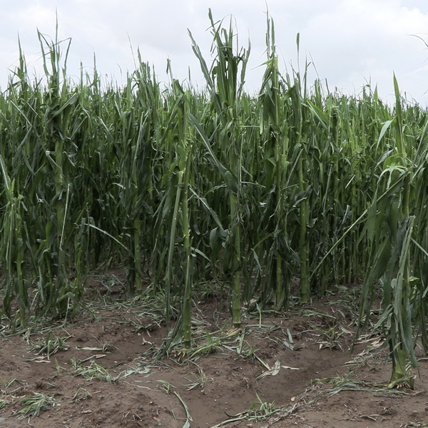 Severe Weather Impacts: Crops