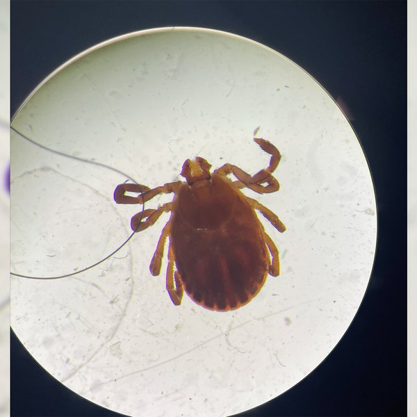 Cattle Herd Safety: Asian Longhorned Tick