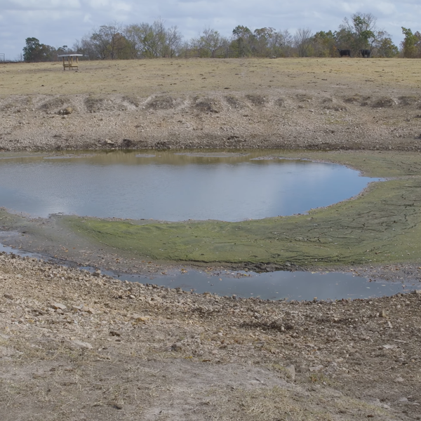 Arkansas Cattle Farmers Facing Drought Despite the Rain