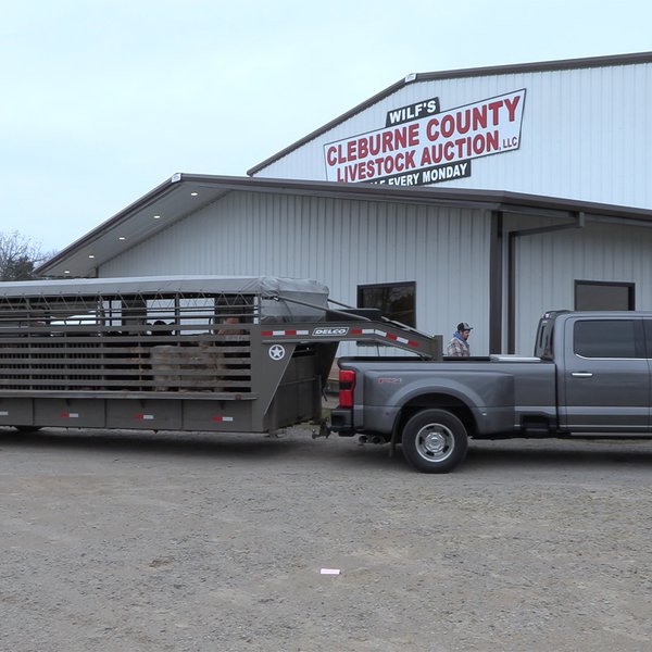 Local Livestock Auctions are Important