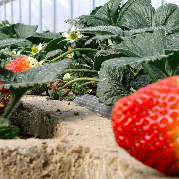 Fresh, Vine-Ripened Strawberries in February?