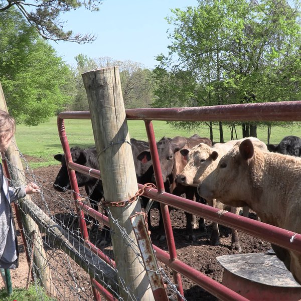 Ouachita Floods Fields, Forces Herds to Higher Ground