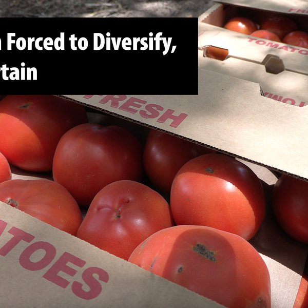 Tomato Farm Forced to Diversify, Future Uncertain