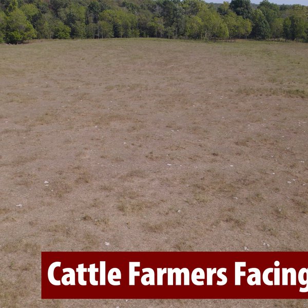 Cattle Farmers Facing Drought