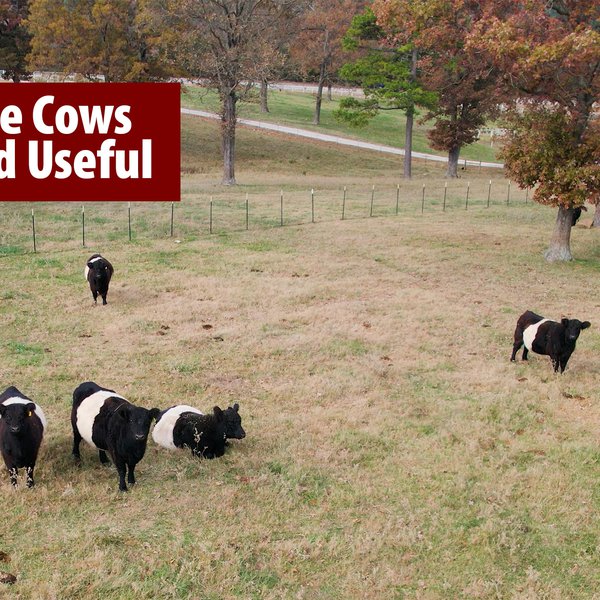 Oreo Cookie Cows Unique and Useful