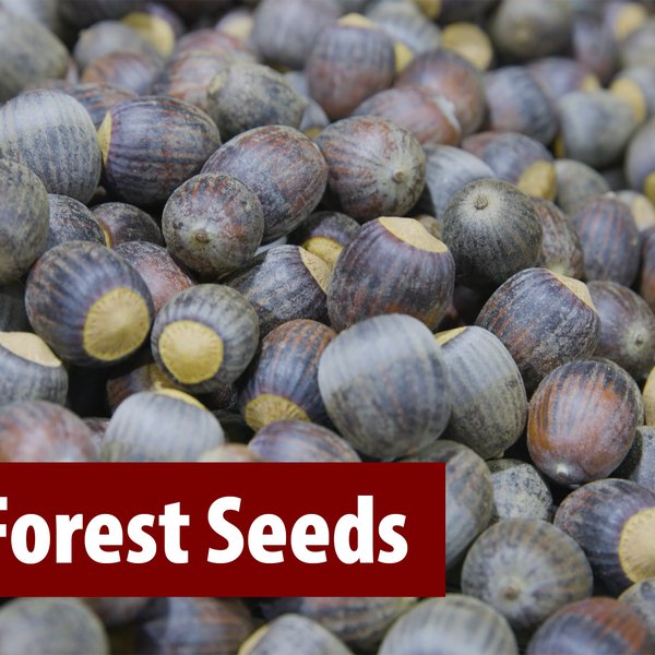 M & C Forest Seeds