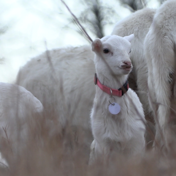 Tasty St. Croix Sheep Rare in Arkansas