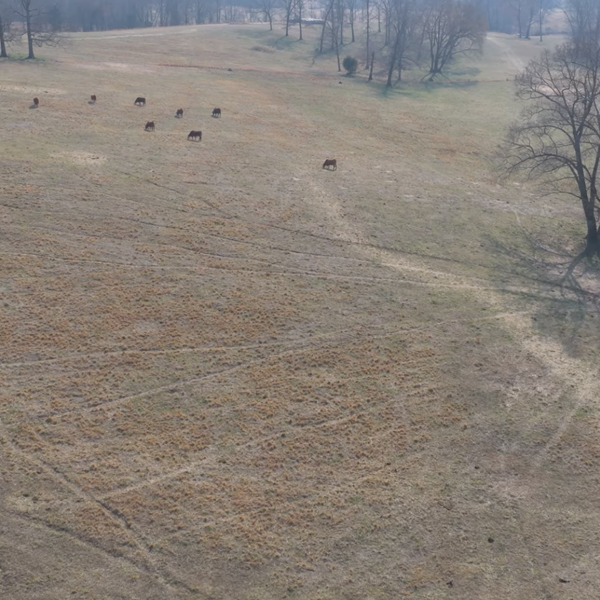 Arkansas Ranchers Facing Severe Drought Despite Rainfall