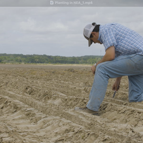 2026 Planting in Northeast Arkansas
