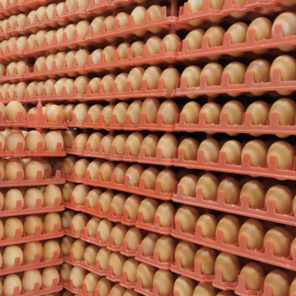 Egg Price Drop Breaking Farmers