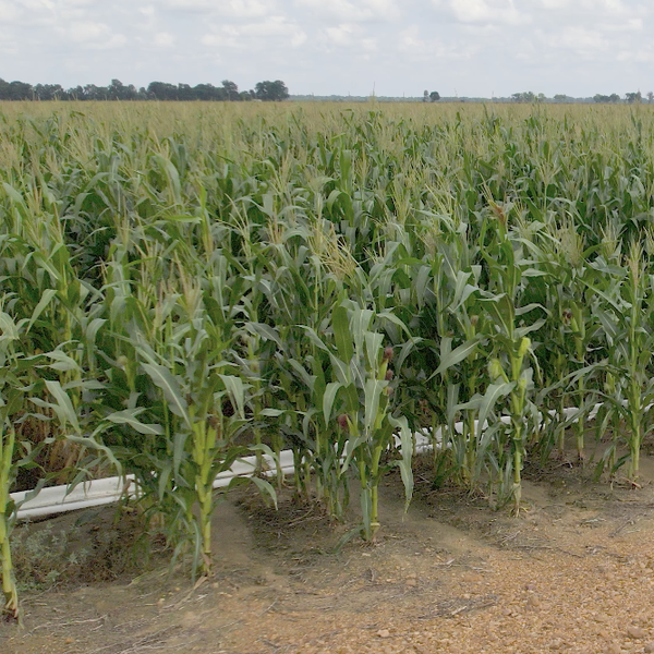 Sugar Substitute Could Fatten Farmer Bottom Line