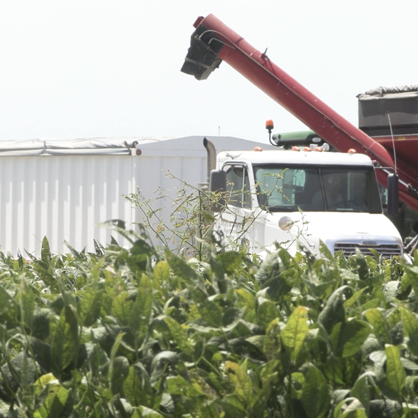 Opting for Fiscally “Safer” Crop