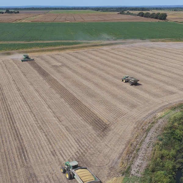 Heat and Drought Affecting Harvest