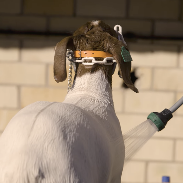 2026 Arkansas State Fair | Sounds From the Market Goat Show